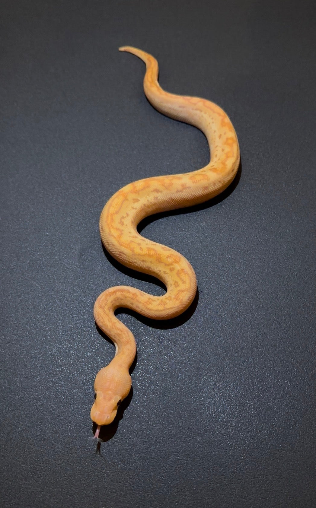 Banana Female Maker Redhead Pinstripe Redstripe Clown + macho