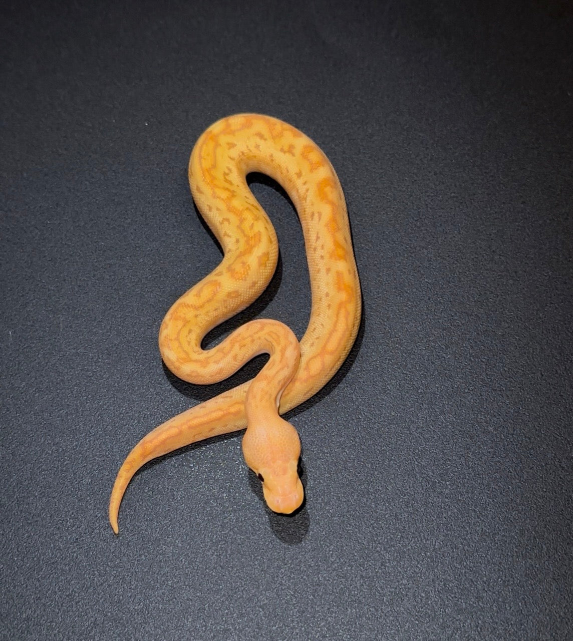 Banana Female Maker Redhead Pinstripe Redstripe Clown + macho