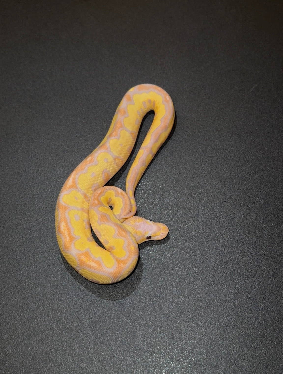 Banana Female Maker Orange Dream Red Stripe YB? + Macho