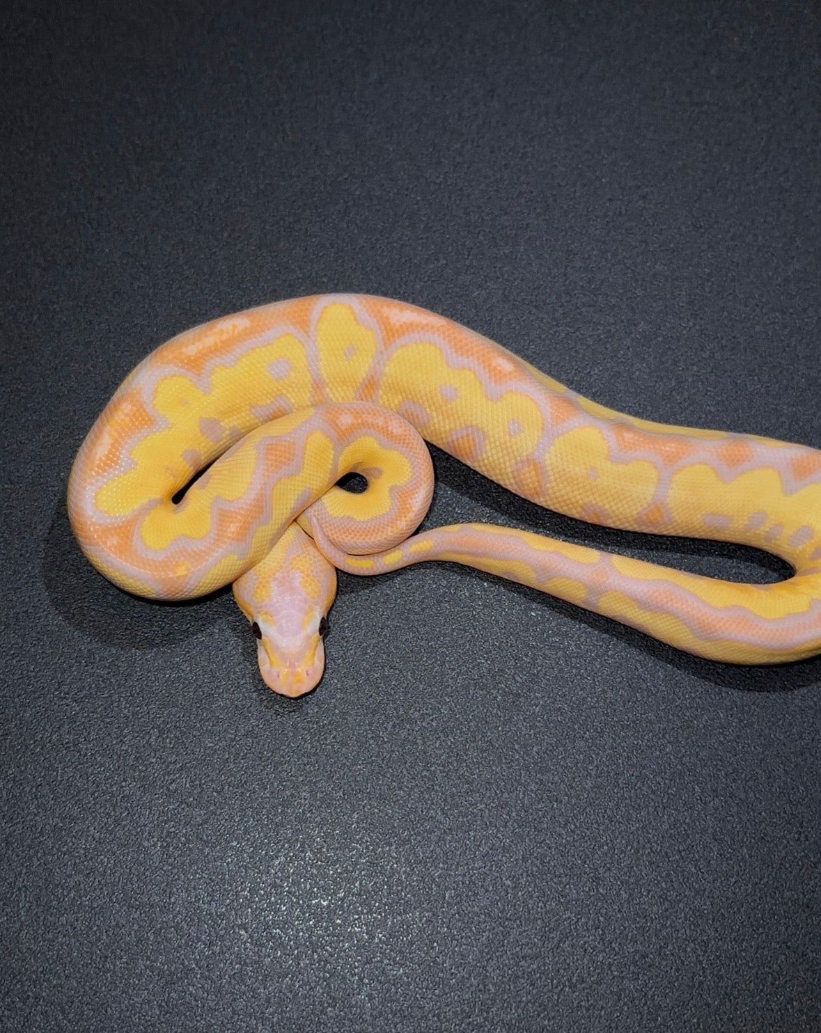 Banana Female Maker Orange Dream Red Stripe YB? + Macho