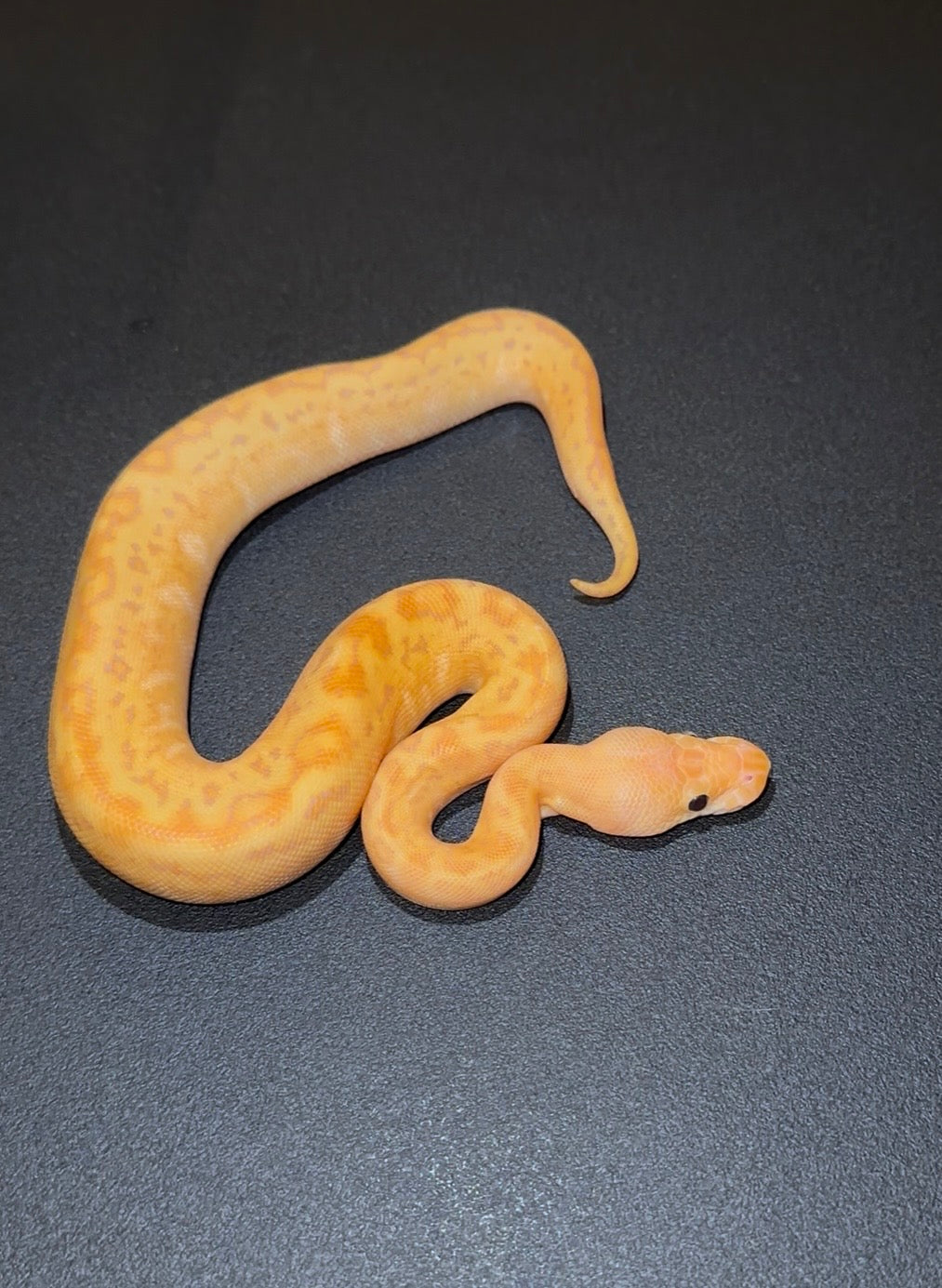 Banana Pinstripe Redhead RS Clown + hembra
