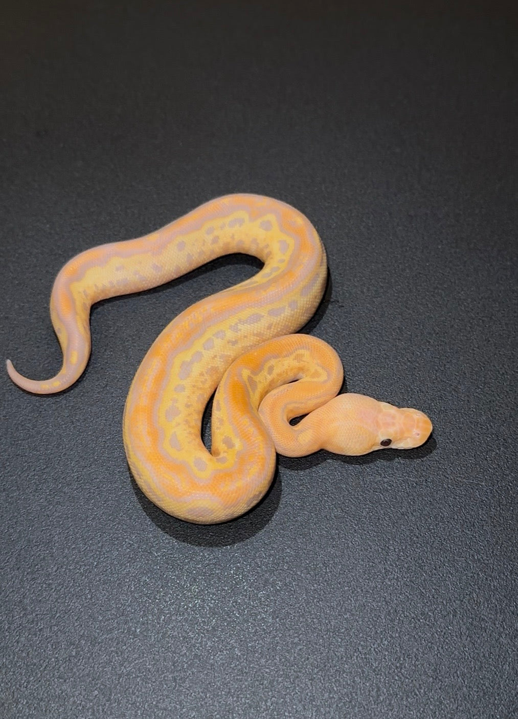 Banana Redhead Redstripe Orange Dream + hembra