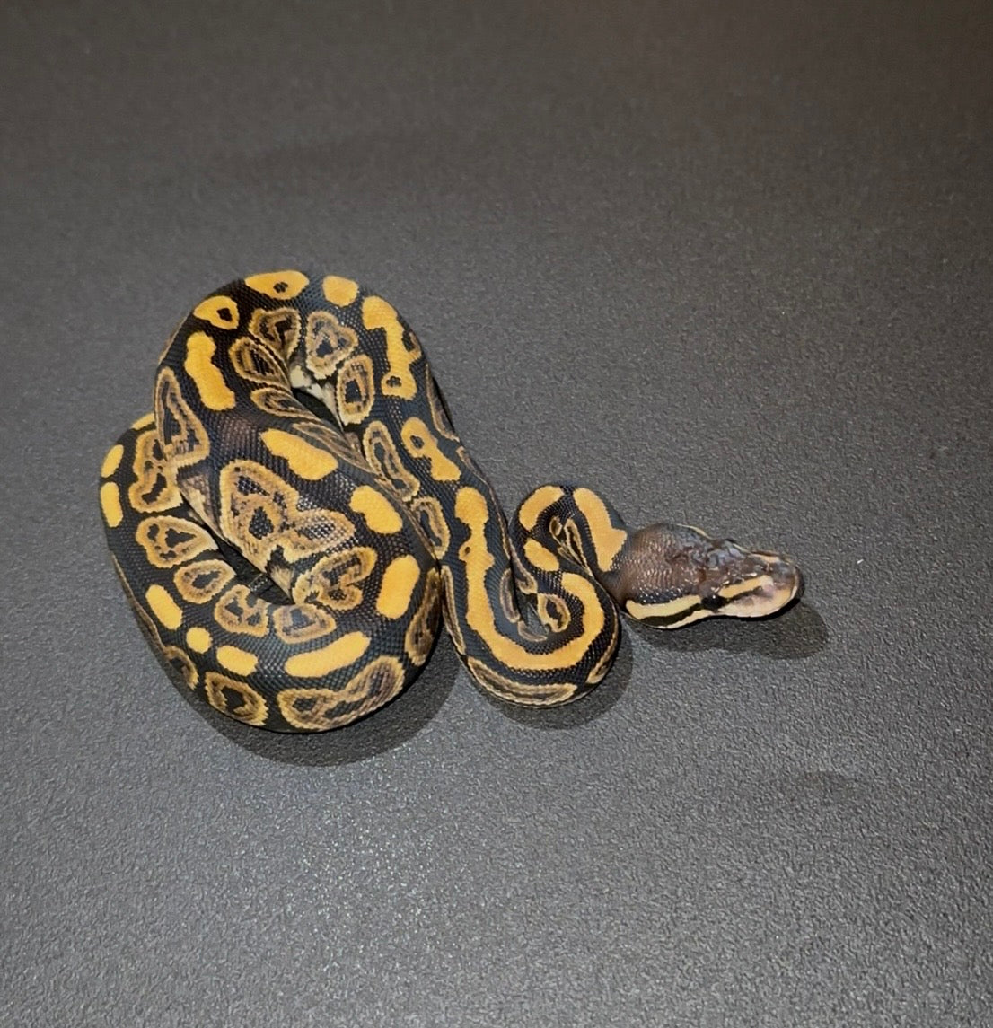 Black Pastel + doble het VPI Axanthic Desert Ghost hembra