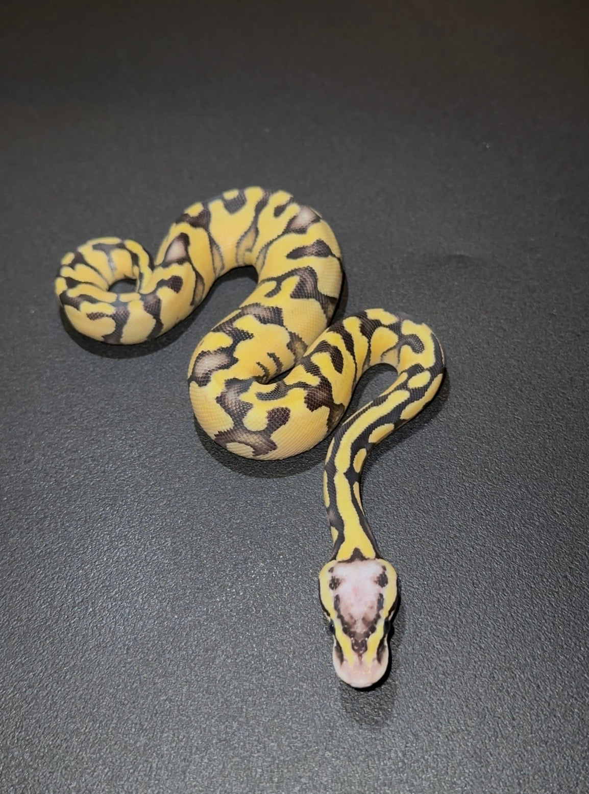 Fire Pastel Orange Dream 100% DH Axanthic VPI Desert Ghost hembra