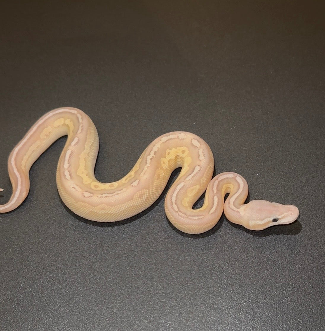 Cinnamon Lesser Pastel YB Calico Banana? Macho