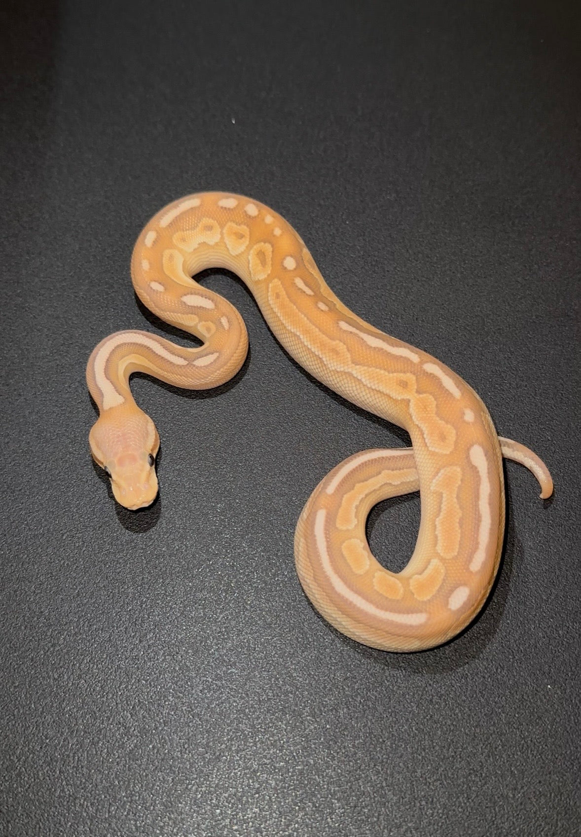 Banana Cinnamon Mojave/Lesser YB macho
