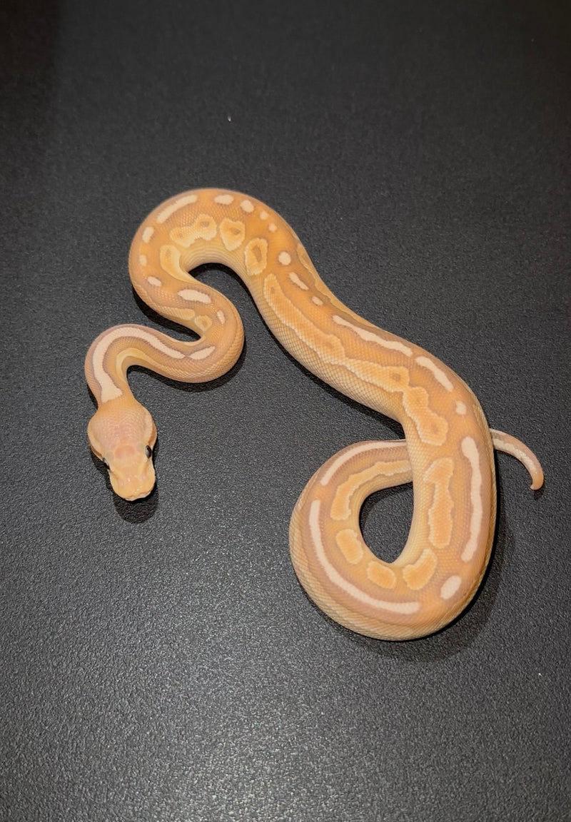 Banana Cinnamon Mojave/Lesser YB macho