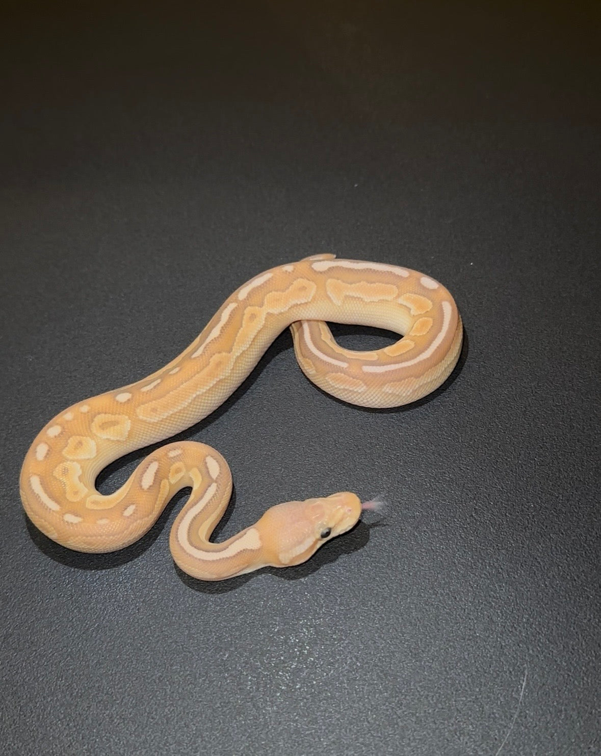 Banana Cinnamon Mojave/Lesser YB macho