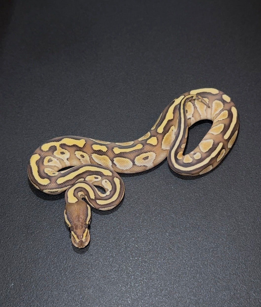 Lesser YB hembra