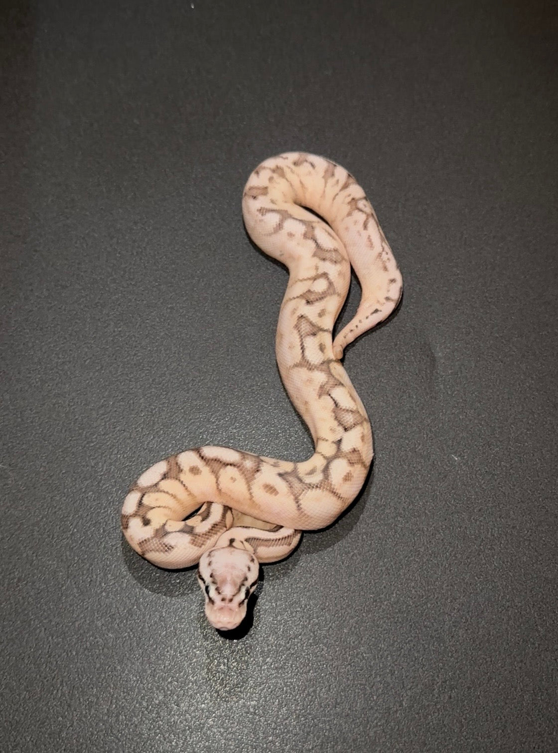 Spider Lesser Pastel YB hembra