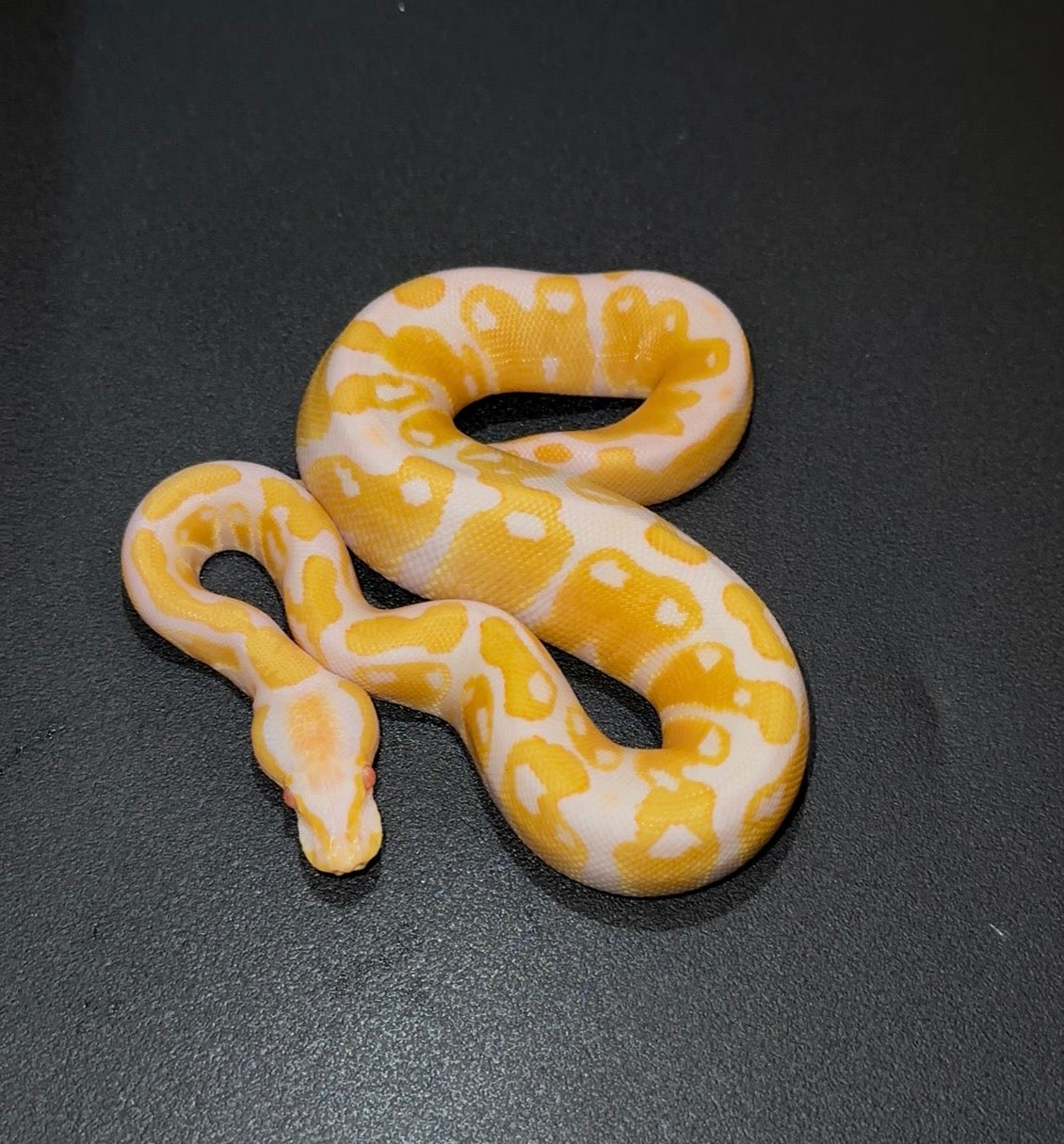 Candy ph Pied macho