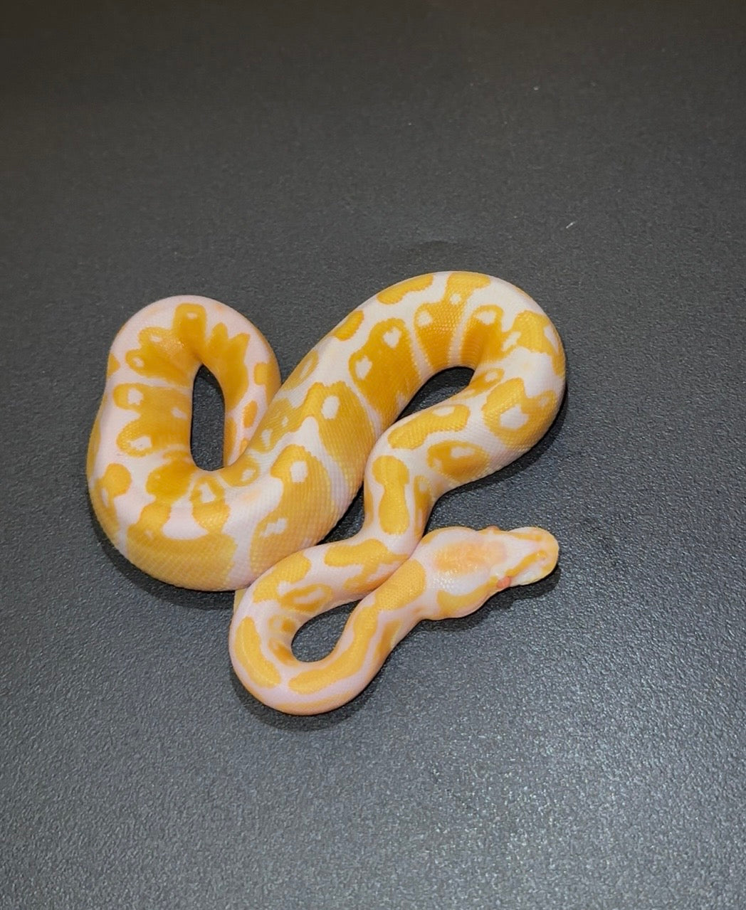 Candy ph Pied macho