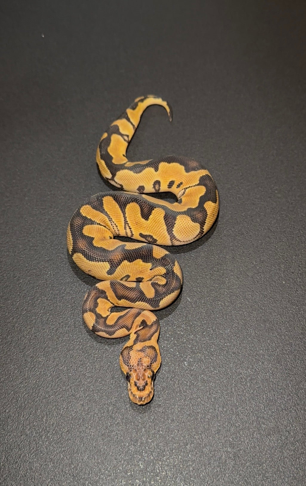 Orange Dream Clown +  hembra