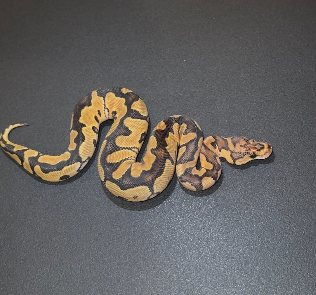 Orange Dream Clown +  hembra