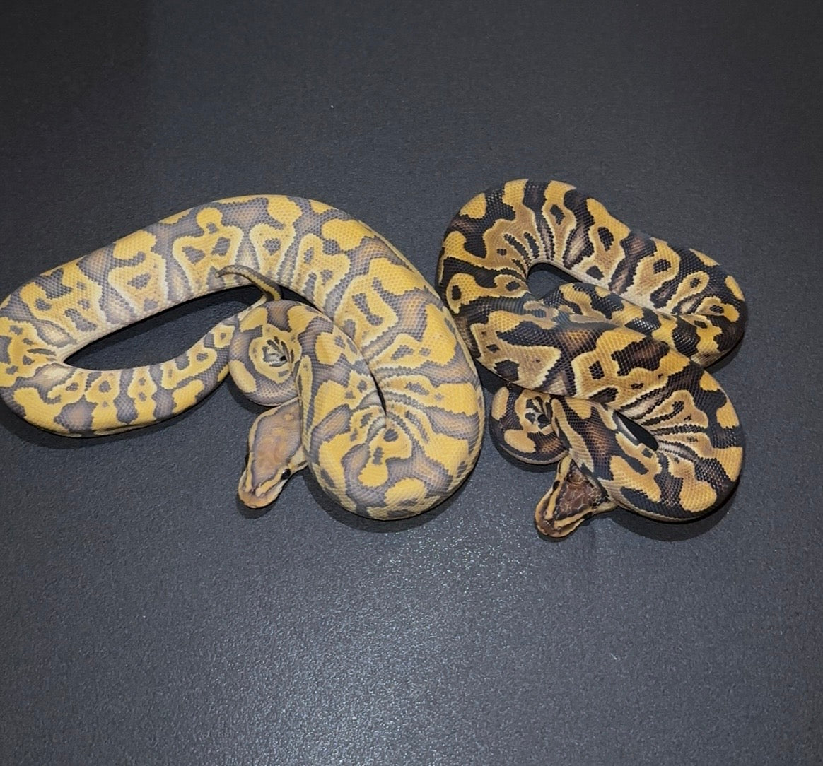 Crypton Redstripe 100% het Hypo ph Pied hembra (marcadores) hembra