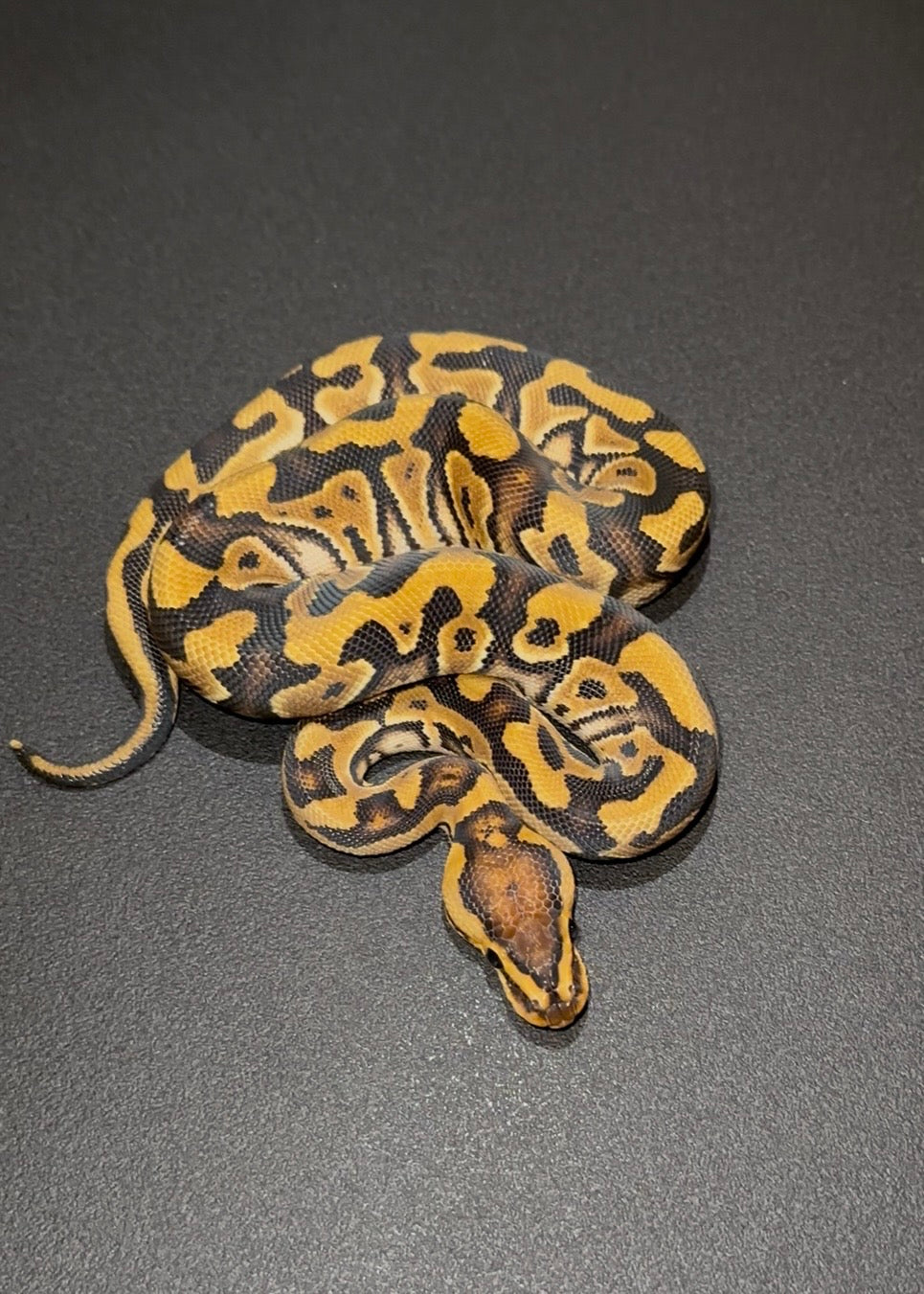 Crypton Redstripe 100% het Hypo ph Pied hembra (marcadores) hembra