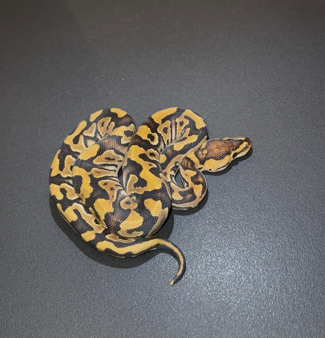 Crypton Redstripe 100% het Hypo ph Pied hembra (marcadores) hembra