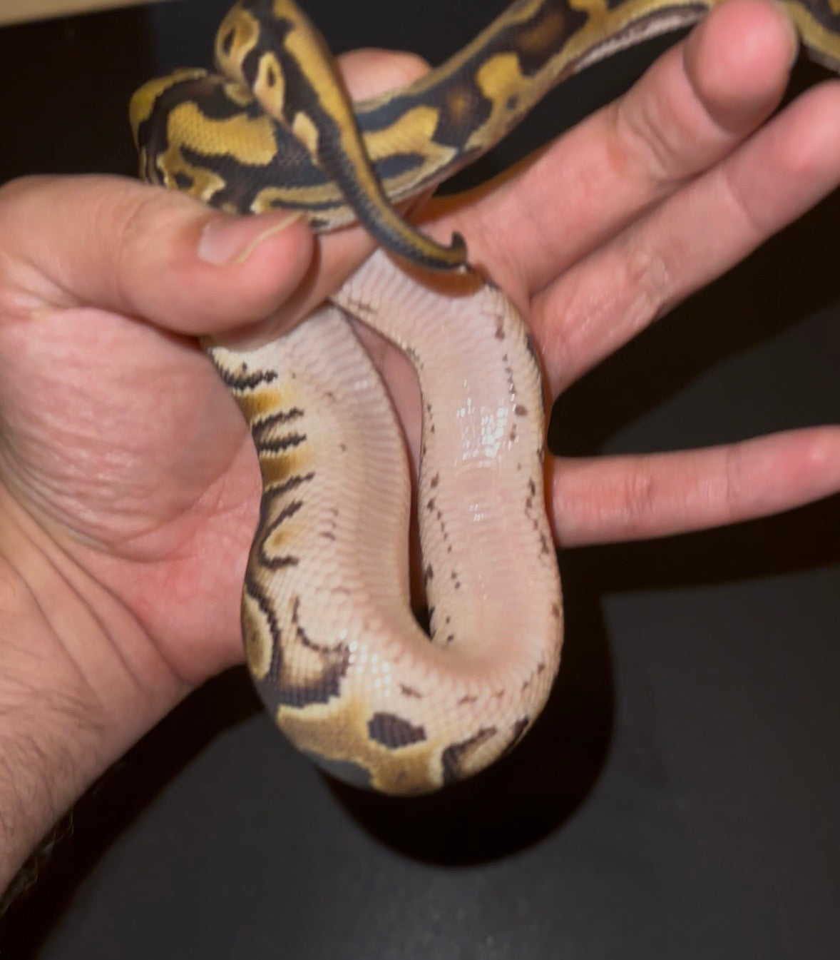 Crypton Redstripe 100% het Hypo ph Pied hembra (marcadores) hembra