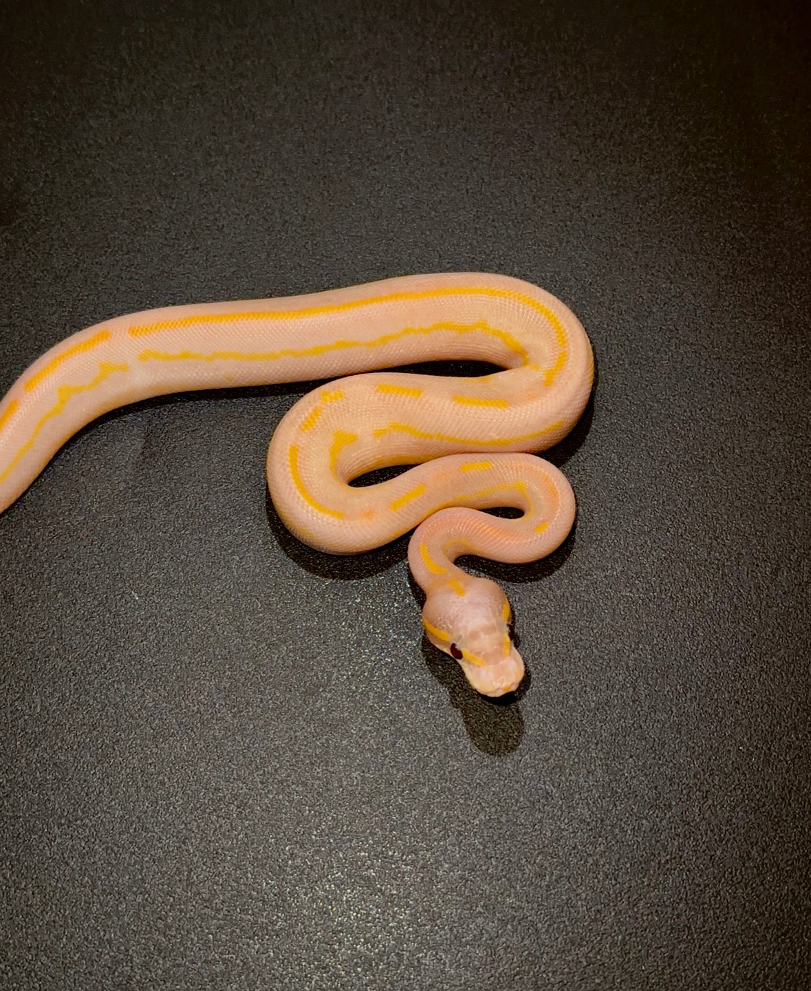 Blackhead Black Pastel Leopard Lesser Banana Highway OD? macho