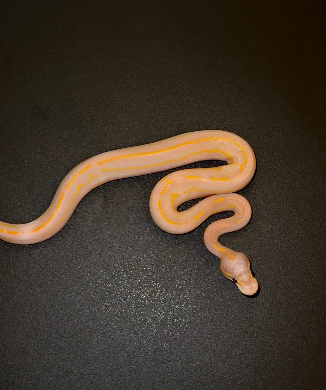 Blackhead Black Pastel Leopard Lesser Banana Highway OD? macho