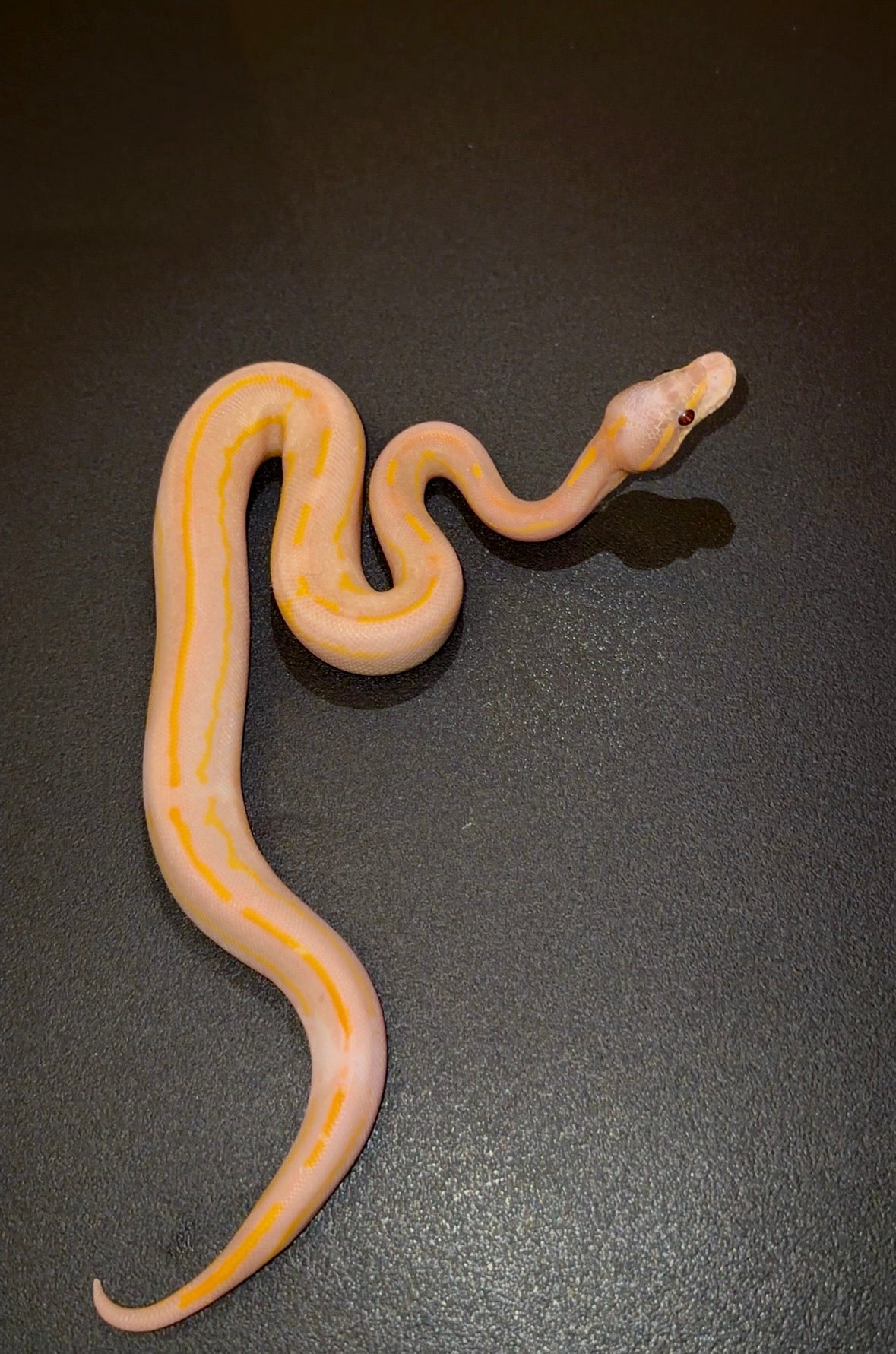 Blackhead Black Pastel Leopard Lesser Banana Highway OD? macho