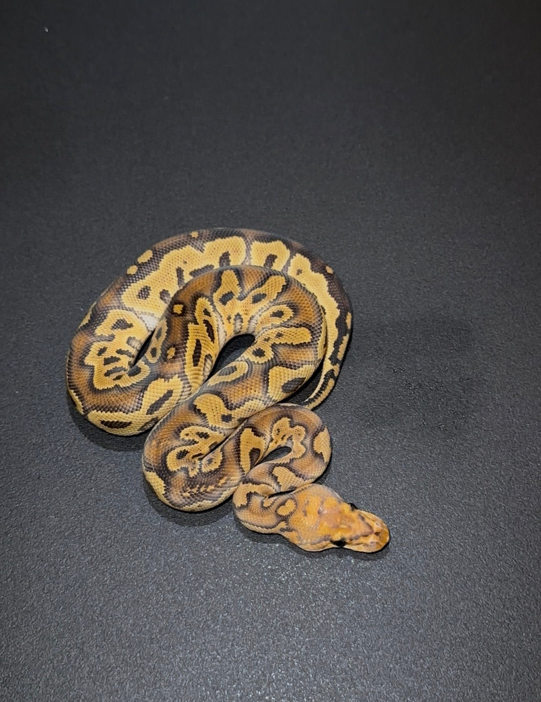 Clown Red Stripe Hurricane? 100% het Hypo ph Pied macho (marcadores)