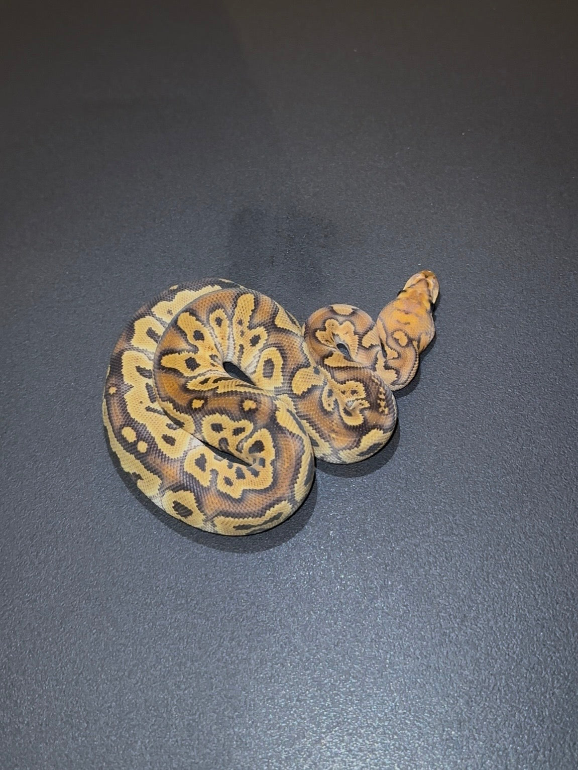 Clown Red Stripe Hurricane? 100% het Hypo ph Pied macho (marcadores)