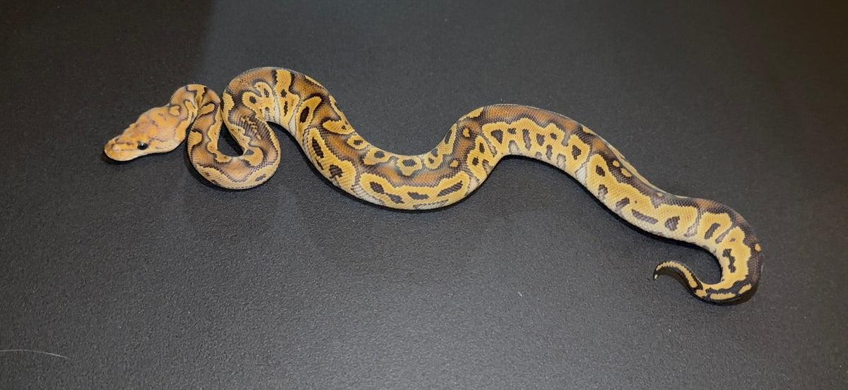 Clown Red Stripe Hurricane? 100% het Hypo ph Pied macho (marcadores)