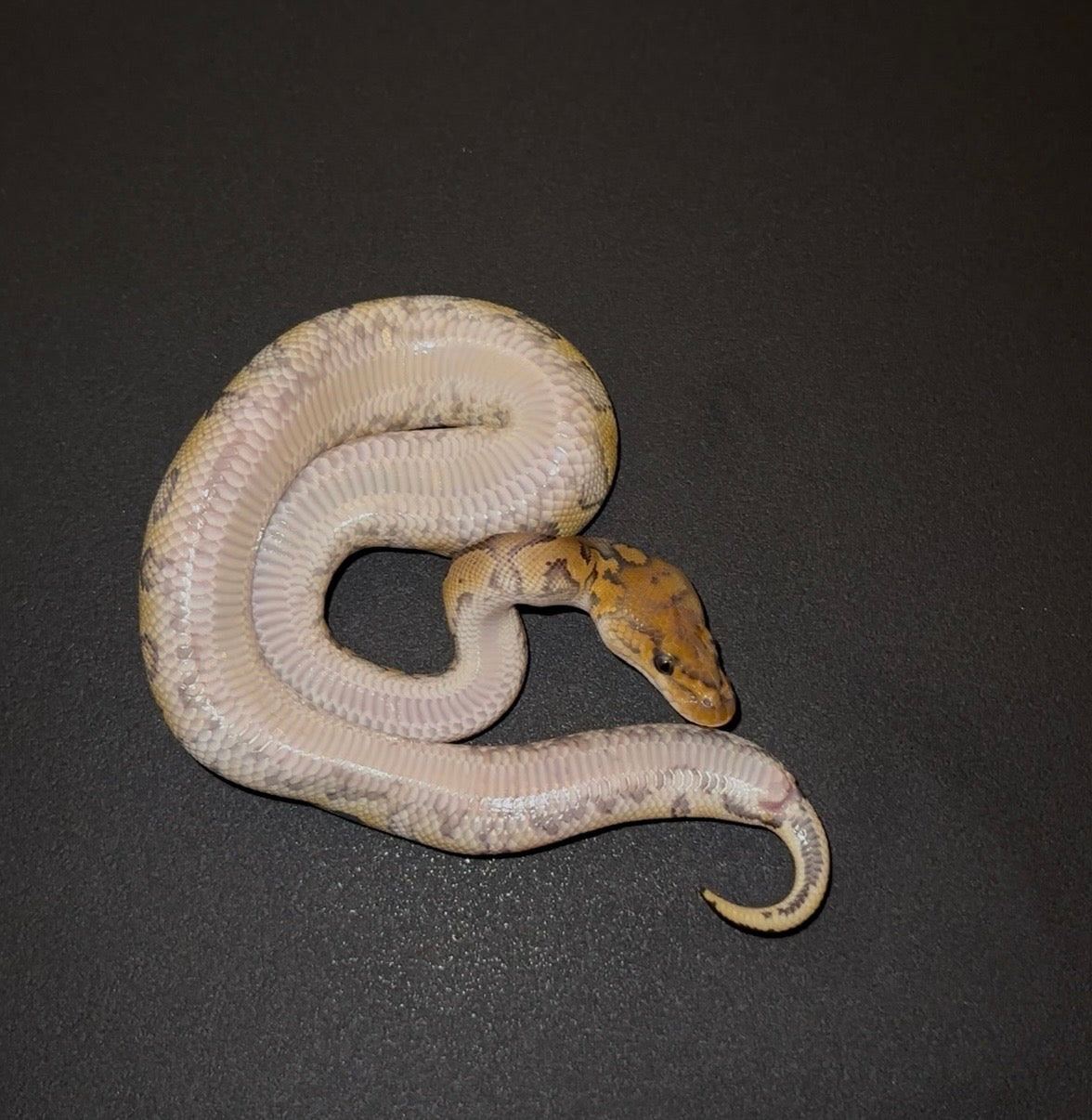Clown Red Stripe Hurricane? 100% het Hypo ph Pied macho (marcadores)