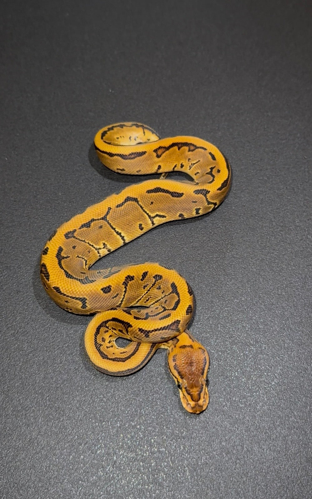 Pinstripe Leopard 66% het Sunset macho