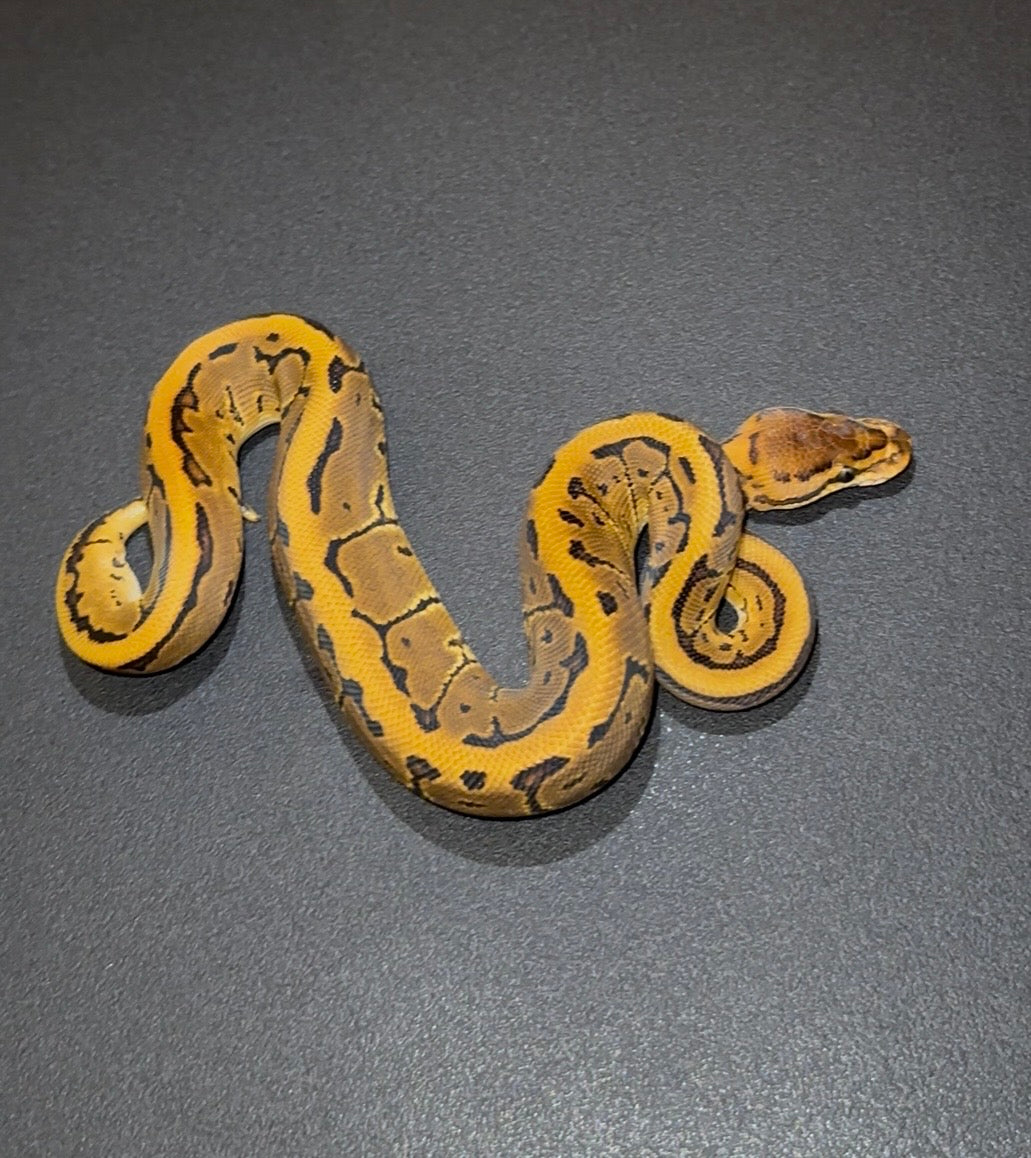 Pinstripe Leopard 66% het Sunset macho