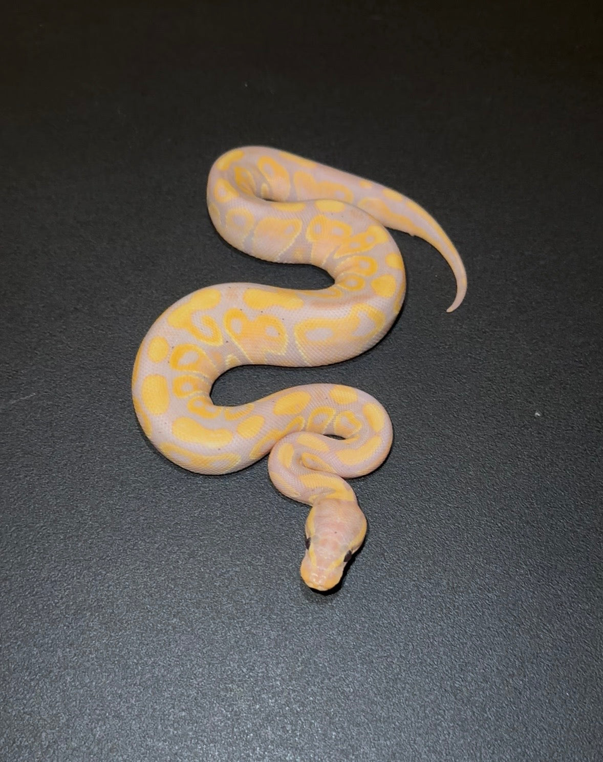Banana + hembra