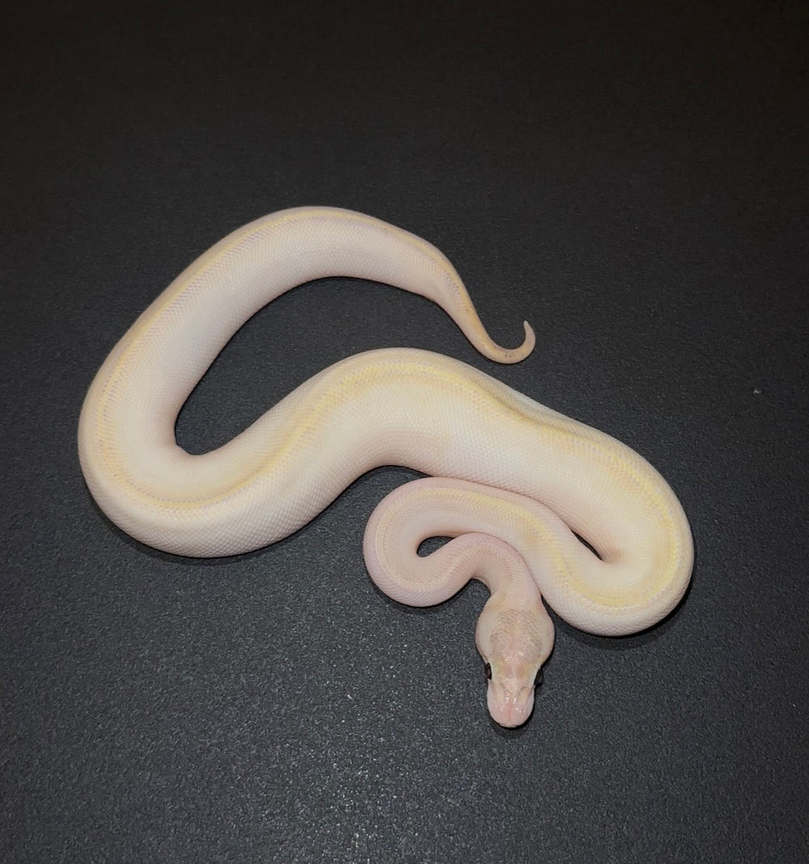 Ivory het Pied + hembra